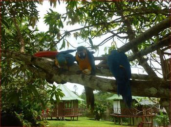 Hotel Amazon Camp Expeditions Iquitos Exterior foto